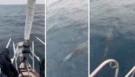 Predivan prizor na Jadranu: Delfin se zaigrao i napravio predstavu za putnike na brodu