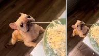 Čim gazda ne gleda krade hranu iz tanjira: Francuski buldog u ulozi preslatkog lopova