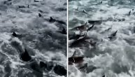 Ovako izgleda kad stotine ajkula okole brod i traže hranu