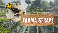 Farma strave: Napušteni krokodili "hanibali", krenuli od gladi da jedu jedni druge