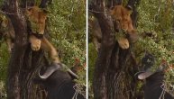 Bafalo prepao lava koji se poput mačeta popeo na drvo: I nad kraljem postoji kralj