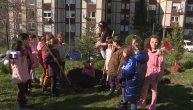 U ozelenjavanju opštine Zvezdara učestvuju mališani: Zasađuju jele u vrtiću "Zmajčić"