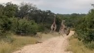 Lavica se zaletela na plen, a onda ju je odneo "brzi voz" u vidu mladunčeta žirafe