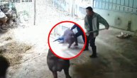 Grizao ga po stomaku i licu: Ogromni vepar napao radnika na farmi i umalo ga ubio