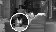 Maca se lansirala u vazduh dok je skakala na kauč: Paranormalne aktivnosti ili samo smotana mačka