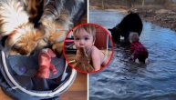 Dete odrasta sa pet nemačkih ovčara: Evo šta sve radi ovo društvance!