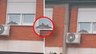 Neverovatan ljubavni par snimljen na prozoru u Pančevu: Ljubav "pucketa" u vazduhu, iskusi je!