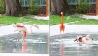 Beogradsko sunce izmamilo flamingose na kupanje: Uffff, kakvo uživanje