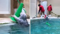 Nadamo se da prima i platu: Vidra pomaže radnicima zoo vrta da pokupe rekvizite