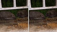 Dva ježića goste se granulama: Divan prizor u Beogradu