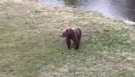 Uhvaćen medved na Zlatiboru, građani pokušali da ga oteraju ali nije želeo da ode