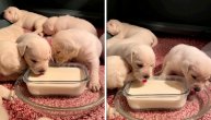 Ovo je zaista neodoljivo: Štenci piju mleko, ljube se i dremaju