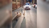 "Da mi je neko pričao! Opa!": Odbegle guske blokirale saobraćaj, i napravile šou na ulicama Čačka