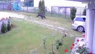 Medved viđen u Novom Pazaru: Zver protrčala kroz dvorište jedne kuće