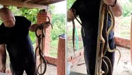 Vladica drži golim rukama leglo ljutih zmija kao "buket" ruža