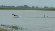 Srndaći skakuću po poplavljenim poljima Futoga:Malo lepote u katastrofi izazvanoj obilnim padavinama