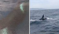 Mediteranskom moru grizle jahtu od 12 metara: Kitovi ubice opet napadaju
