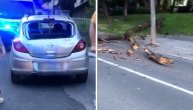 Palo drvo na automobil u Beogradu