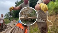 Memedović ulovio zmiju dok su cepali drva: Čuveni Joca zauvek će biti sasvim prirodan i neustrašiv