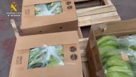 Banane opet "krive" za šverc droge: 6.5 tona konaina pronađeno skriveno među ovim voćem