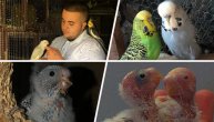 Ljubav jednog osamnaestogodišnjaka prema pticama: Darko ima preko 120 papagaja