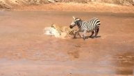Borba za život i smrt u srcu savane: Majka zebra u uskočila u čeljusti leoparda za svoje mladunče