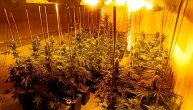 Sa gas maskama i zaštitnim odelima: Policija upala u kuću i otkrila ogromnu laboratoriju marhuane