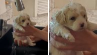 Evo kako je nastao najslađi video: Rešio da okupa štene ispod sudopere