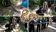 Pogledajte kako je uhvaćen piton od pet metara: Čudovište vrebalo u žbunju, a onda je nastala panika