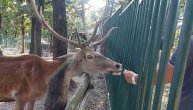 Snimak jelena Medenka iz Zoo vrta u Boru koji je uzburkao javnost zbog navodne neuhranjenosti