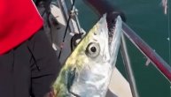 Ribari ulovili “zlatnu” štuku