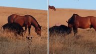 Neverovatan susret konja i divljeg vepra na Zlatiboru