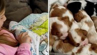 Ne zna se da li je lepše njima ili njoj: Devojčica ušuškala leglo preslatkih štenaca