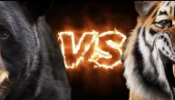 Medved sreo tigra i podigao se na zadnje šape da se pokaže, a onda je tigar ustao