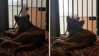 Pronađeno mladunče lava kod Subotice, smešteno u karantin Zoo vrta