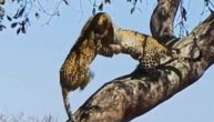 "Smrtonosni ples" dve divlje mačke u kom se ne zna ko je jači: Kada dva leoparda "ukrste kandže"