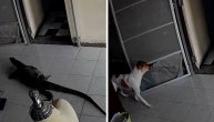 Džinovski gušter sam otvorio vrata i ušao u porodičnu kuću, a onda se pojavio heroj na 4 noge