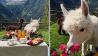 Od svih poslastica izabrale da jedu cveće: Lame kao blogerke, poziraju na Alpima