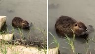 Preslatka Nutrija uživa u obroku na Tamiškom keju u Pančevu: Snimak za lepše dane