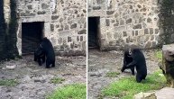 Dva velika crna medveda se žesto "pošibala" nasred Zoo vrta, posetioci šokirani