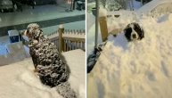 Pas koji obožava zimske čarolije: Njemu se ne ide kući, da može spavao bi u snegu