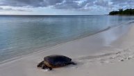 Ova morska kornjača je jako ugrožena vrsta na našoj planeti