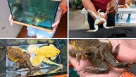 Žabe mutante čuva kao amajliju: Veruje da je zbog njih nekoliko puta dobio na lutriji