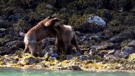 Najkrvoločnija borba medveda: Otkidali komade mesa zubima i kandžama, sve zbog ženke