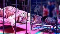 Jezivi snimak dece kako jašu tigra: Skandal zatvorio cirkus