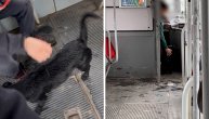 Pokisli pas ušao u tramvaj da pobegne od kiše, mazili ga svi, od vozača do putnika