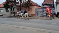 Na konjima krenuli pod badnjak: Stari srpski običaj obeležio jutro u Batajnici