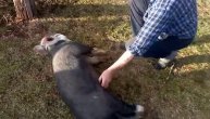 Pogledajte kako se mazi preslatko prase Gara iz Negbine
