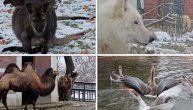 Dok zima vlada prestonicom u beogradskom Zoo vrtu caruje ljubav: Spremite se za prolećni bejbi bom