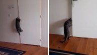 Pogledajte kako je mačak Marko naučio da otvara vrata u nekoliko poteza